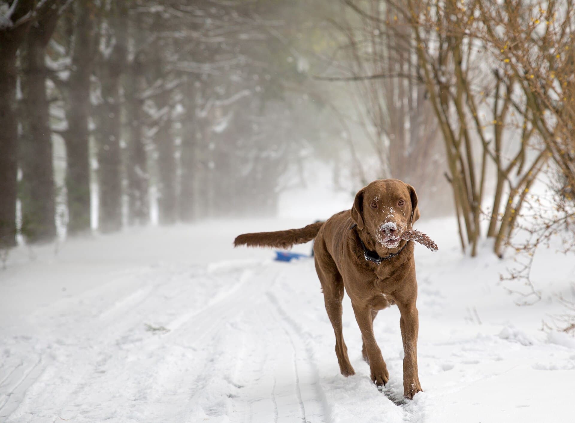 Chesapeake Bay Retriever trägt einen Zapfen im Schnee.