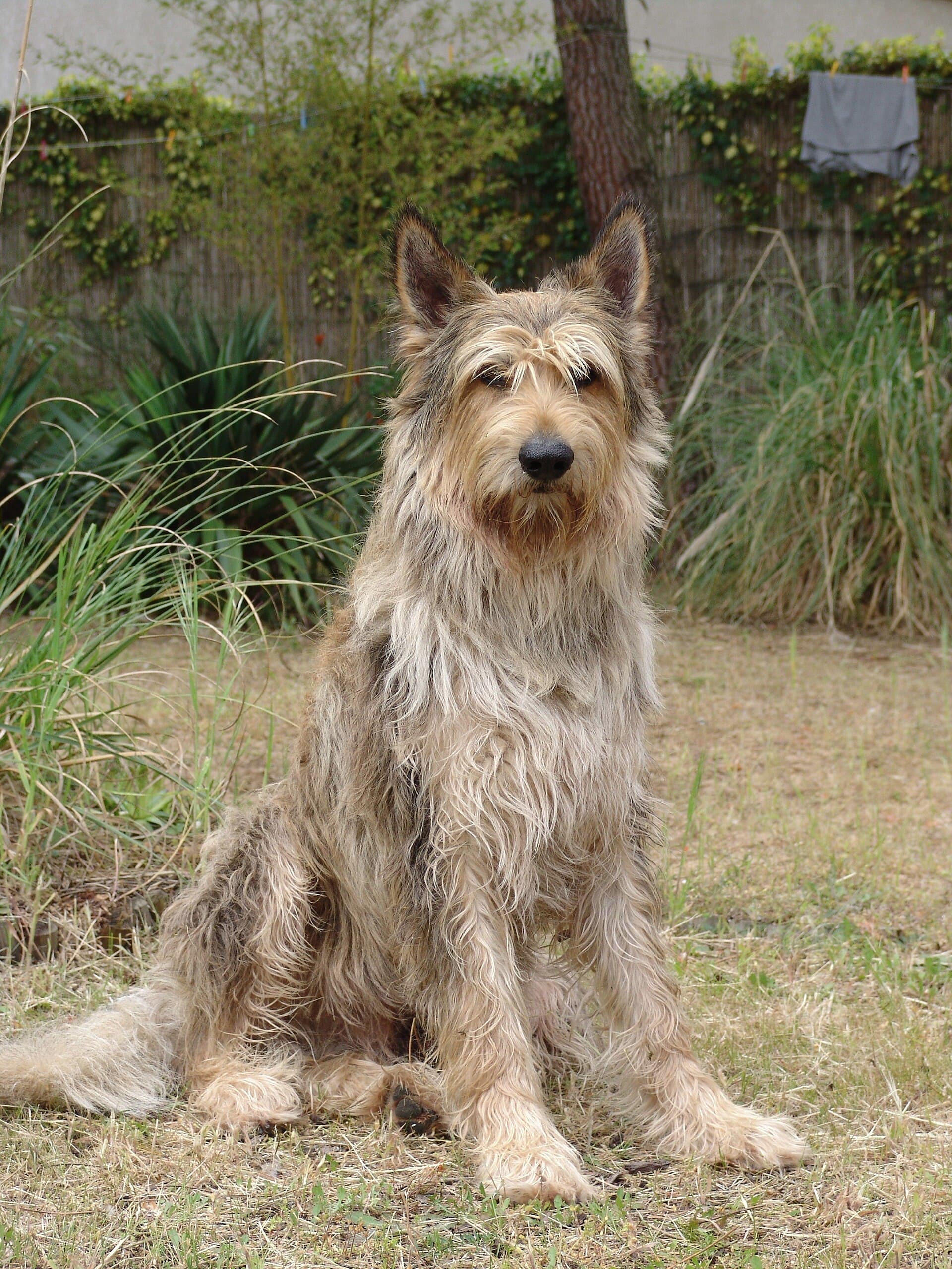 Picardie-Schäferhund sitzt aufmerksam im Garten, raues sandfarbenes Fell, große Stehohren.