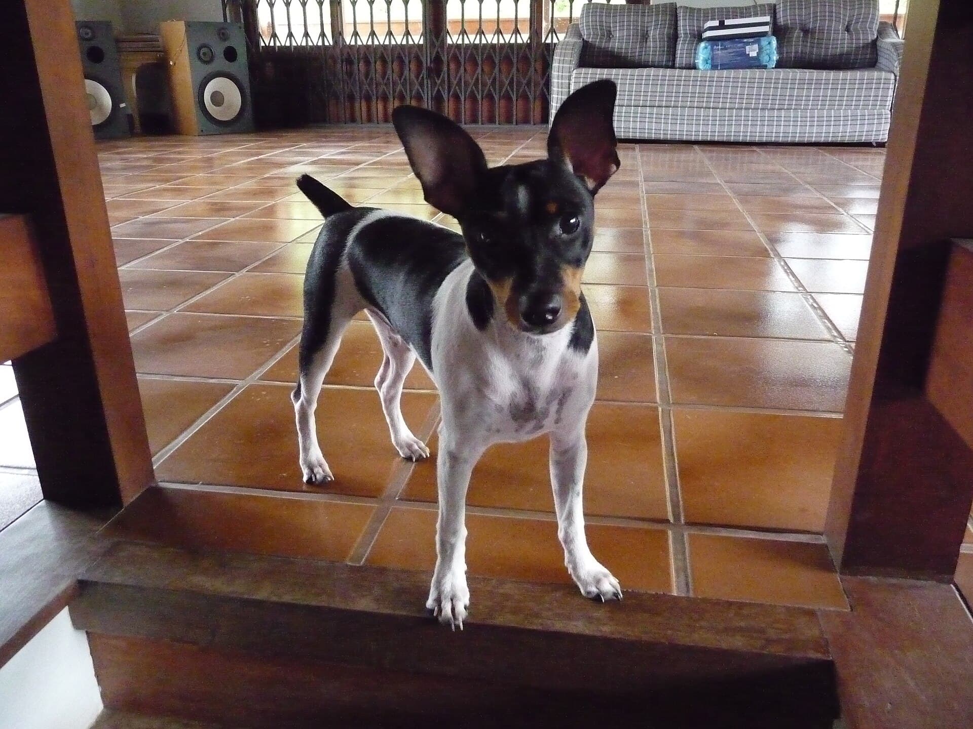 Brasilianischer Terrier steht wachsam auf einer Treppenstufe im Hauseingang.