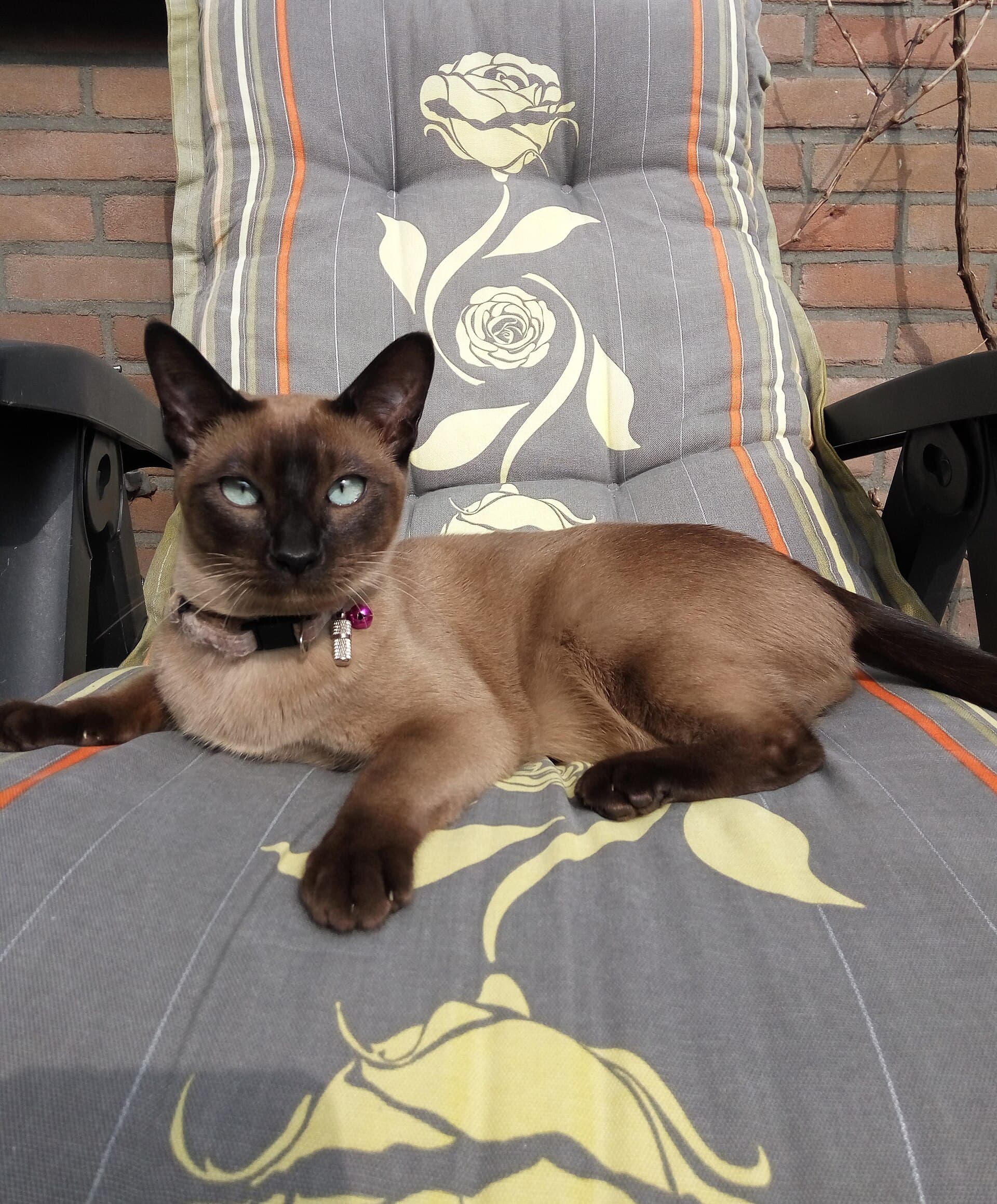 Tonkanese in Natural Mink liegt auf dem Polster eines Gartenstuhls und blickt mit hellen aquamarinfarbenen Augen in die Kamera