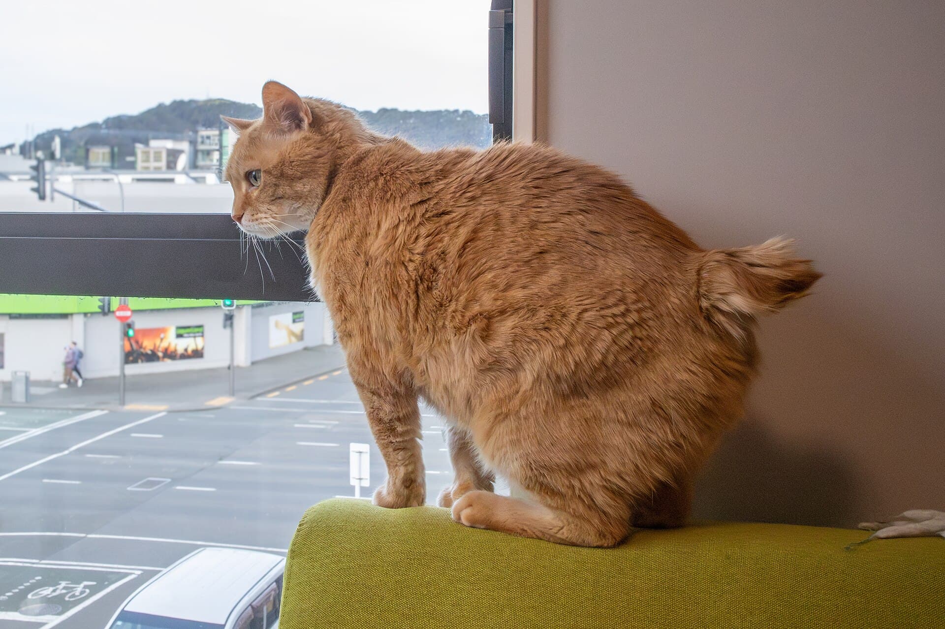 Manx Katze mit rotem Fell und kurzem Stummelschwanz sitzt auf einer Sofalehne und schaut aus dem Fenster